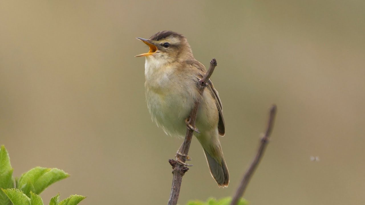 Sedge Warbler Singing