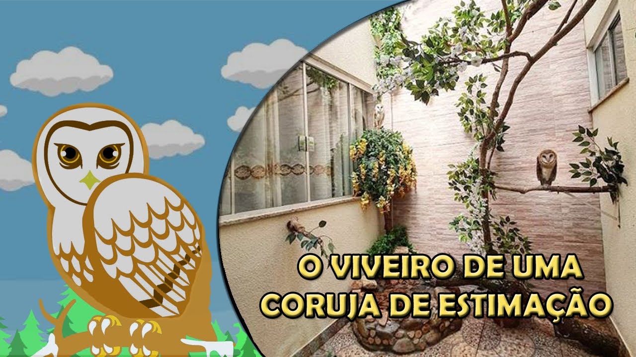 Como é o viveiro de uma coruja de estimação