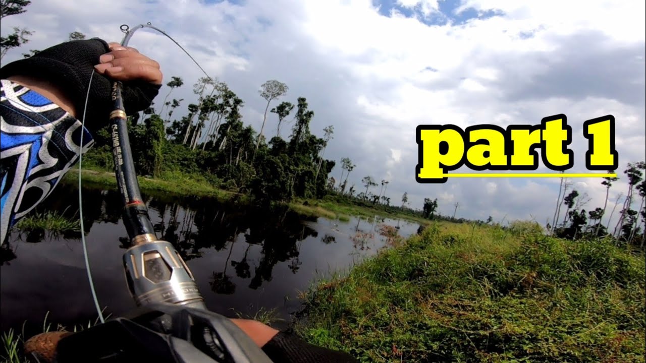 ASLI TOMAN BELUM KENAL UMPAN MAINAN DALAM HUTAN RAWA RIAU.