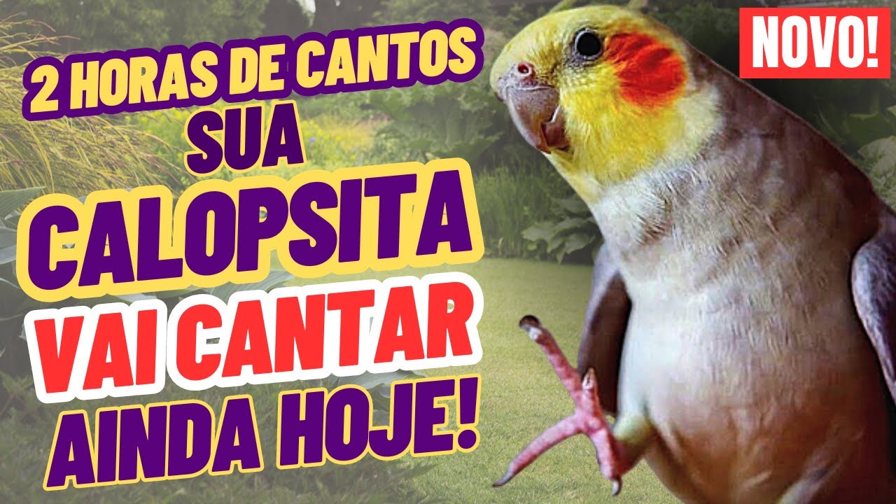 2 Horas de CANTO DE CALOPSITA para ESTIMULAR sua CALOPSITA A CANTAR. CANTO NATURAL DE CALOPSITA