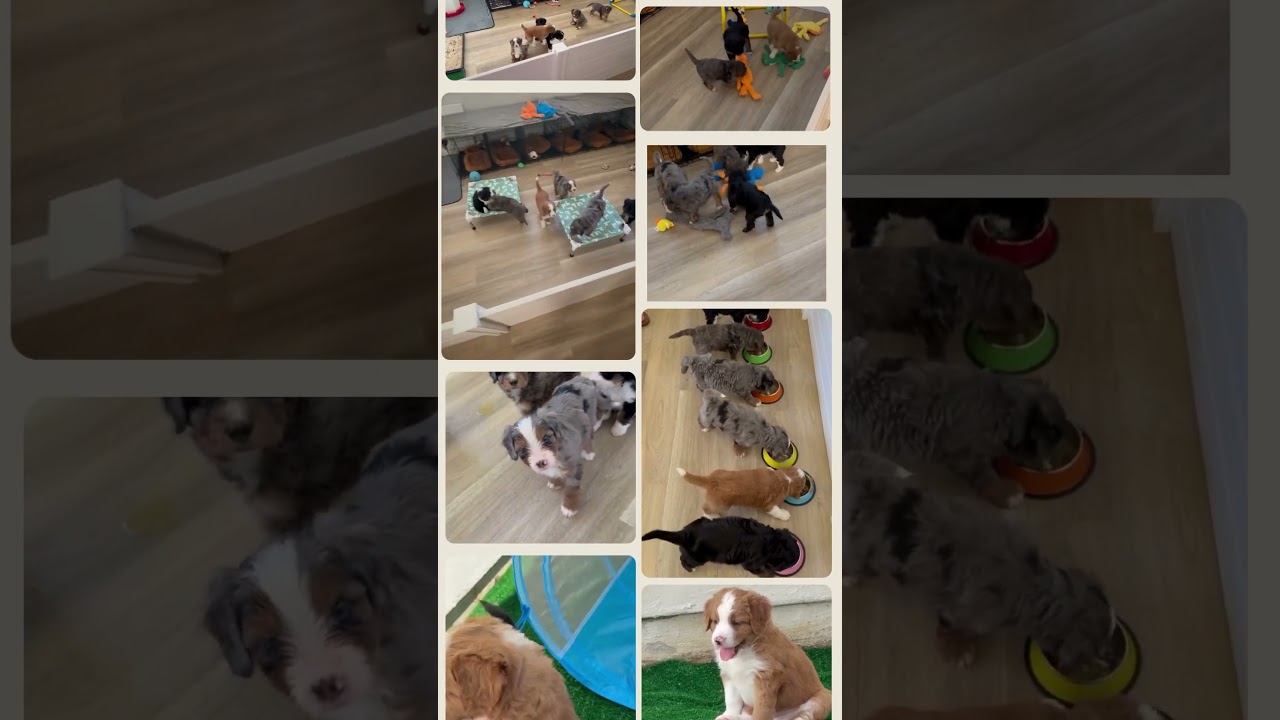 All we do now is run run run! F2  Bernedoodles.