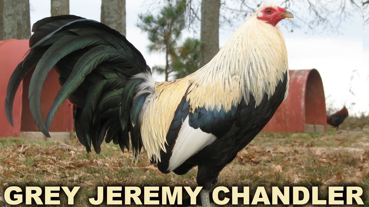 Jeremy Chandler Grey Leiper Hatch Asil - JGB Mexico Juan Santos