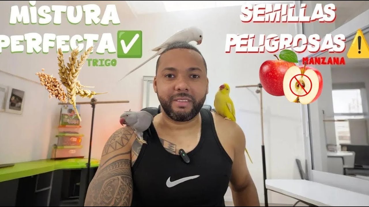 Semillas Buenas Para Loros | Mixtura Ideal Para Cotorra De Kramer | 🥜🦜