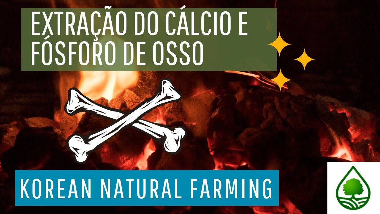 Korean Natural Farming. Como extrair o cálcio e fósforo de ossos de boi.