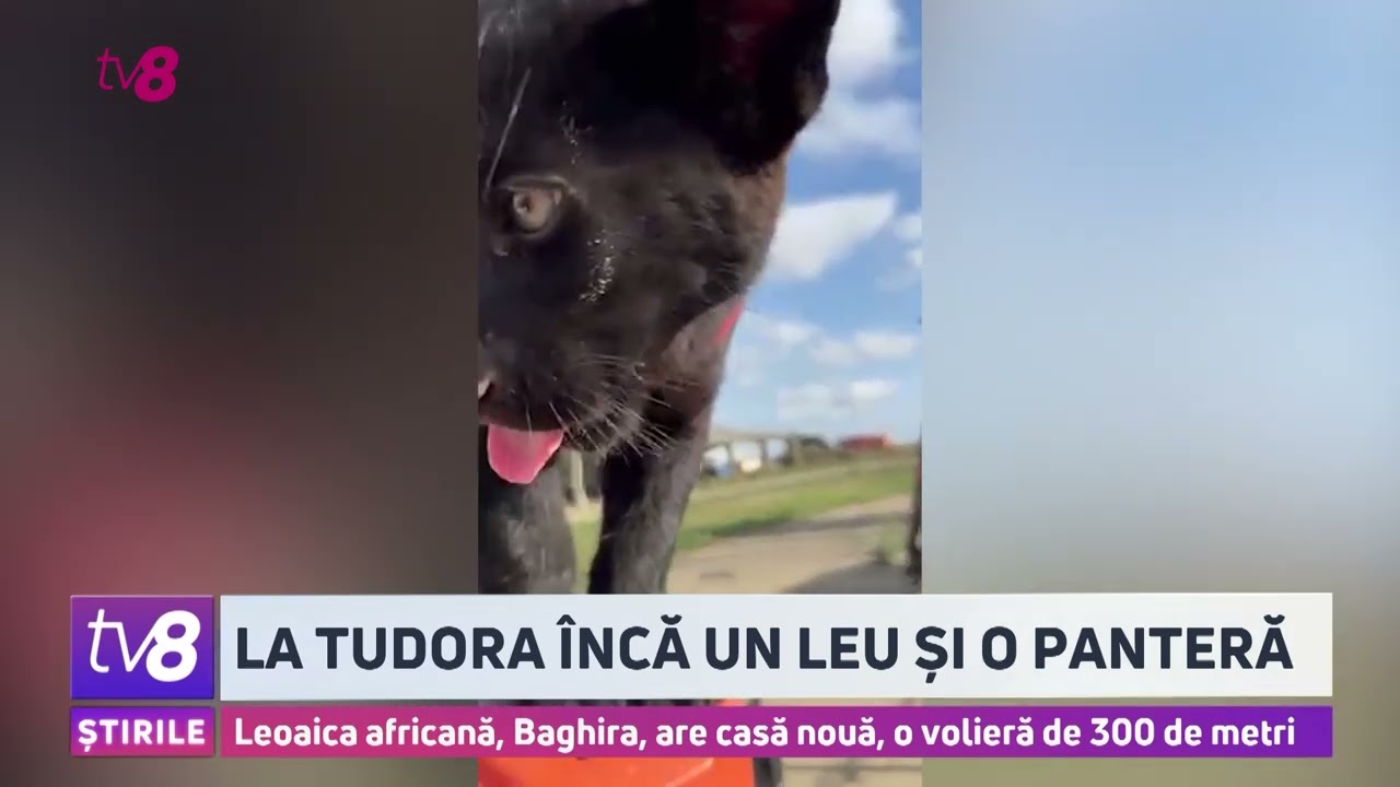 La Tudora încă un leu și o panteră. Leoaica africană, Baghira, are casă nouă