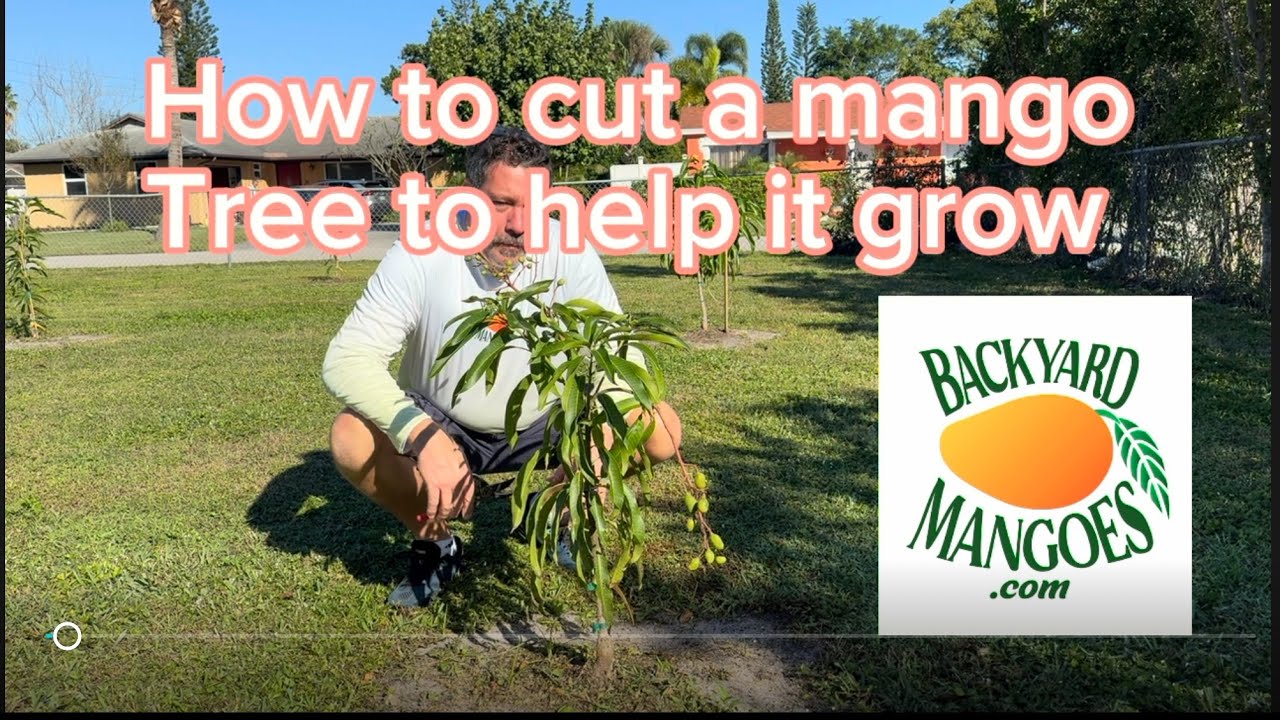 Cutting a young mango tree to help it grow.