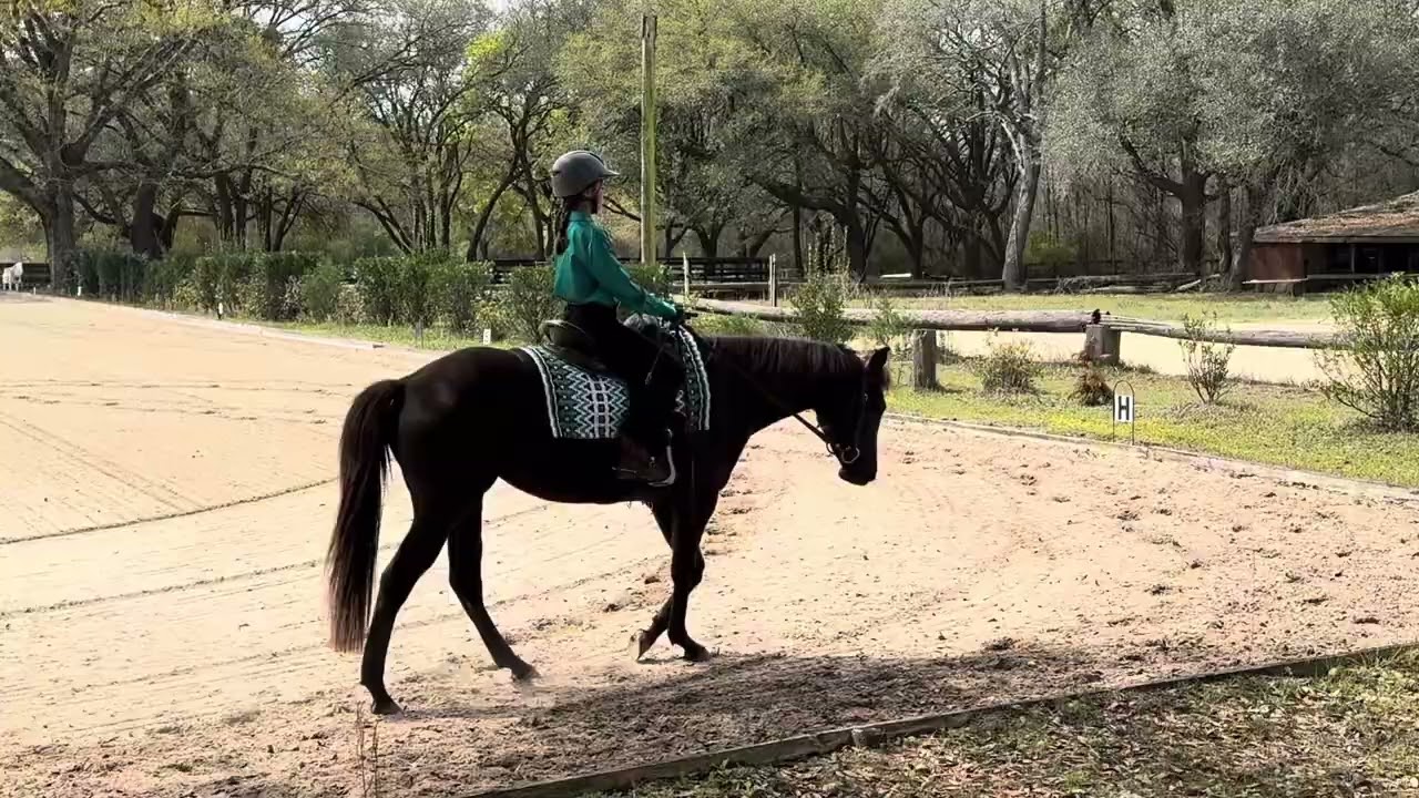 Western Dressage Intro 3: Izzy & Caprina 3/18/26