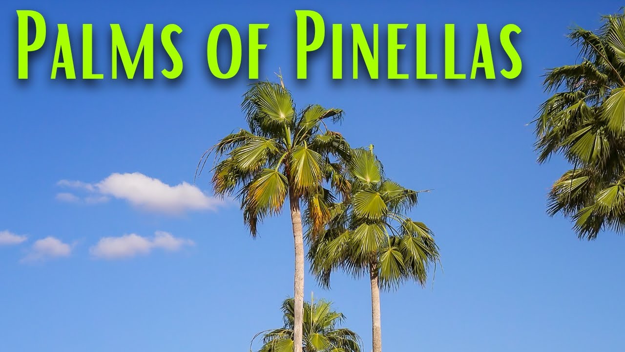 Palms of Pinellas