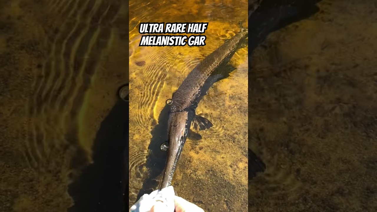 A ONE IN A MILLION catch 🤯 #gar #garfishing #rivermonsters #longnosegar #melanistic
