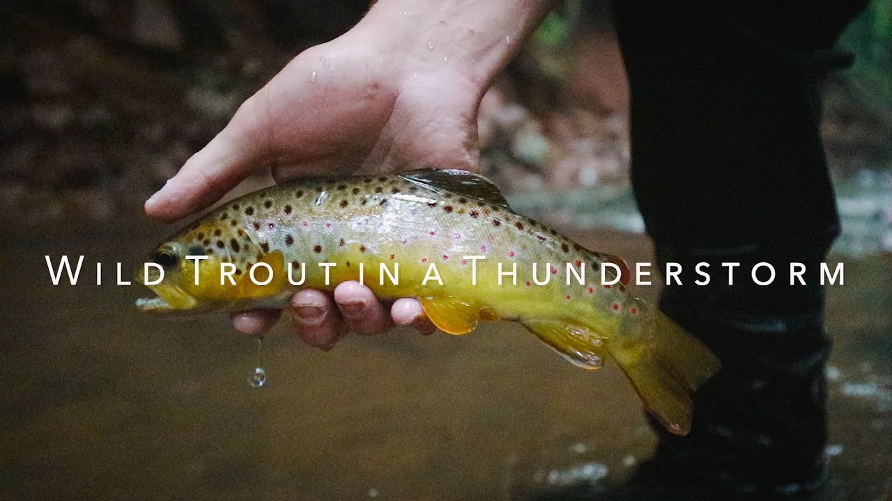 Fly Fishing Tip | Wild Trout in a Thunderstorm