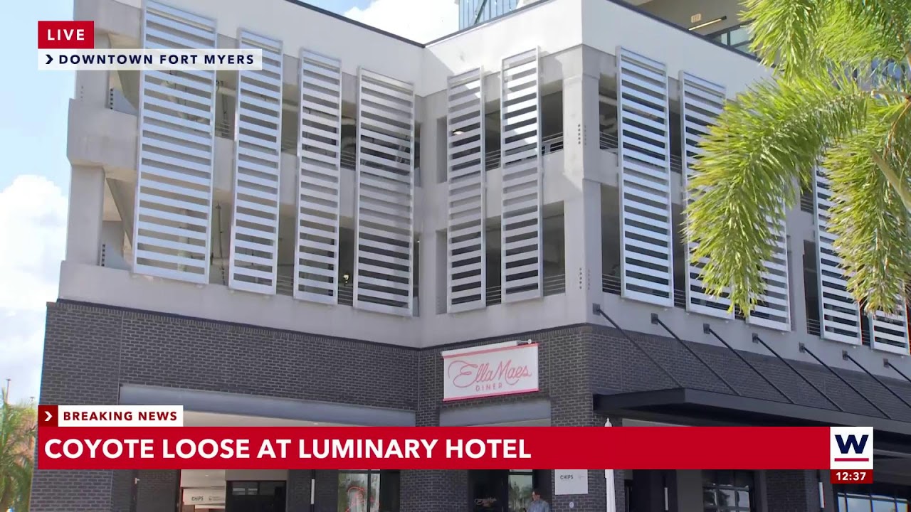 Coyote loose on ledge of Luminary Hotel in downtown Fort Myers