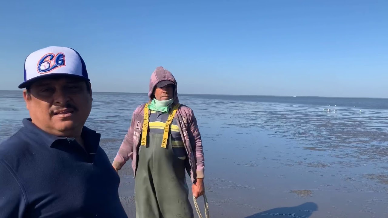 Recolectando y cociendo caracol Chino o caracol burro