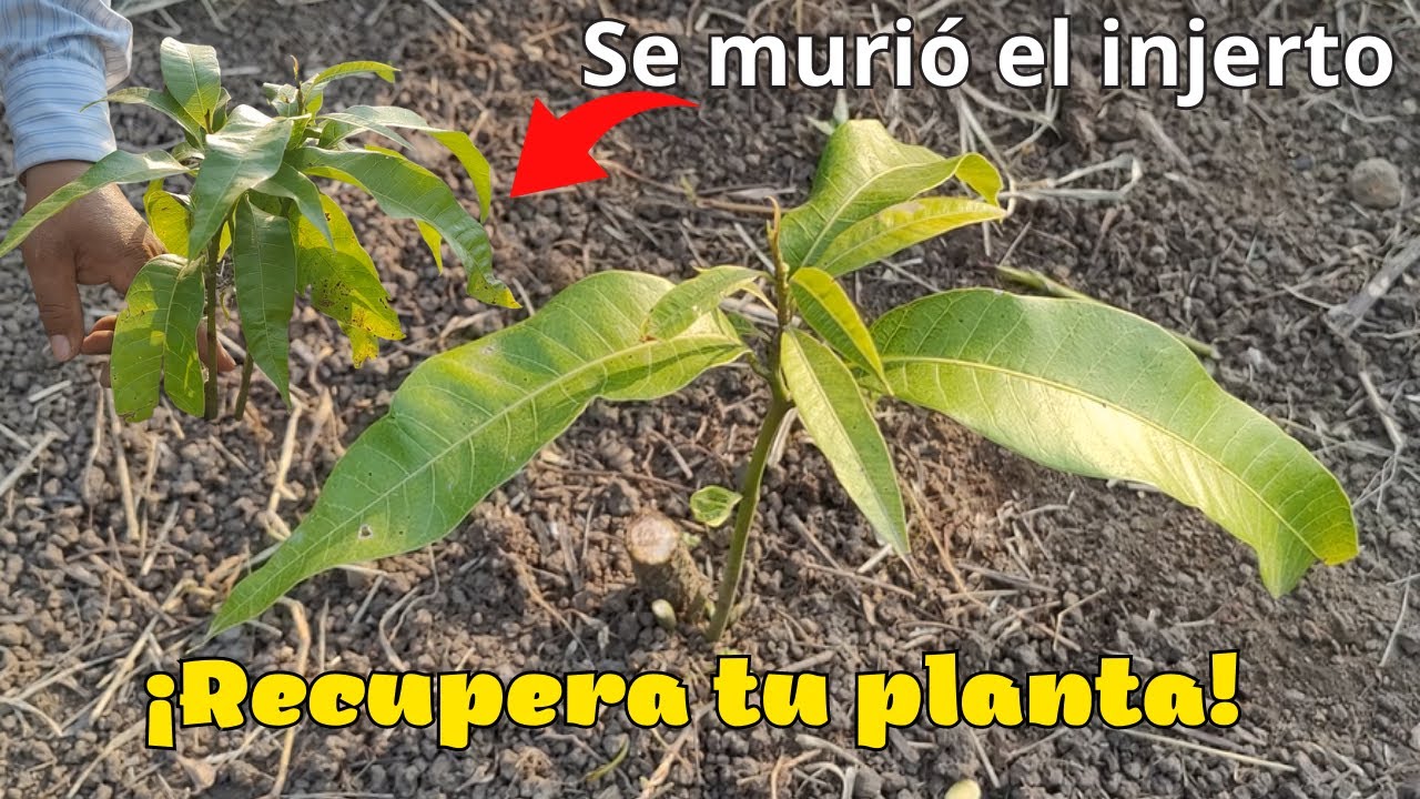Se ha muerto el injerto de mango, ¿Que debo de hacer?