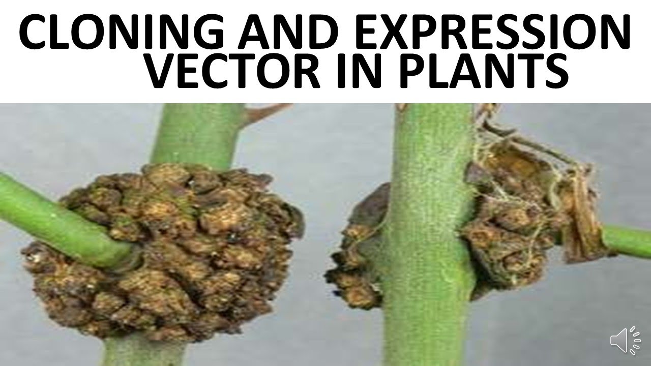 plant cloning and expression vectors