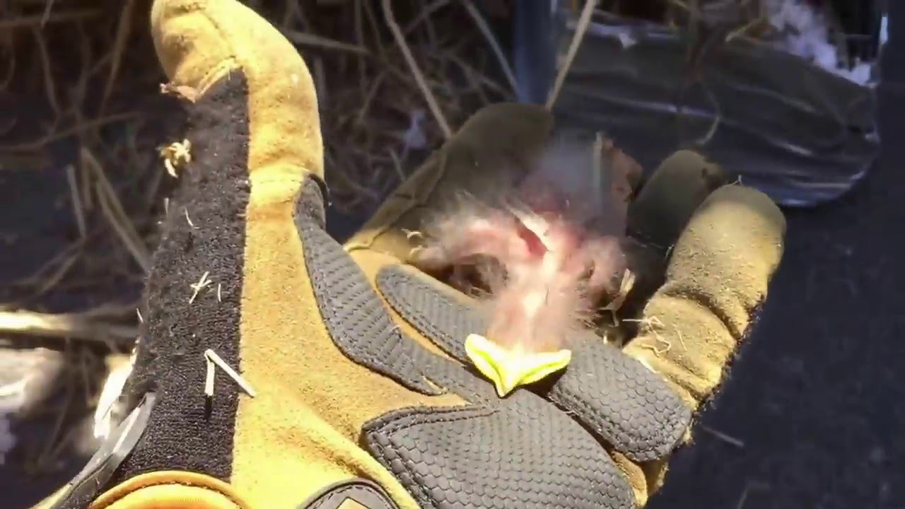 Bird Nest Removal Toronto - AAA Affordable Wildlife Control 416-560-4656