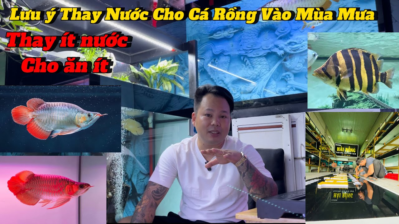 Lưu ý Thay Nước Cho Cá Rồng Vào Mùa Mưa | Show Lên Cho AE Lựa Những Mẫu Cá Đẹp