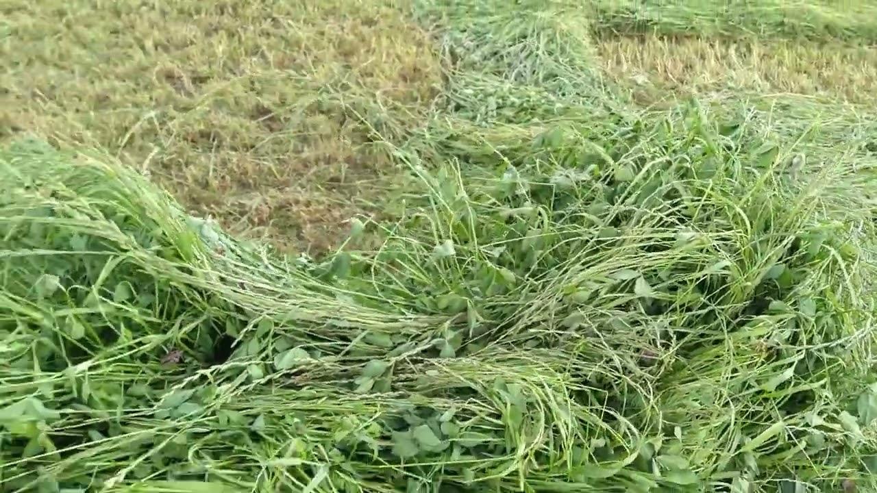 FarmVlog: Bolla heuba