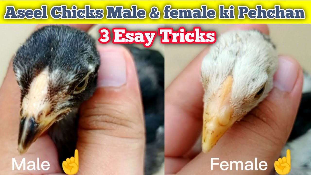 Aseel Chicks Male And Female ki Pehchan | how to identify male and female?