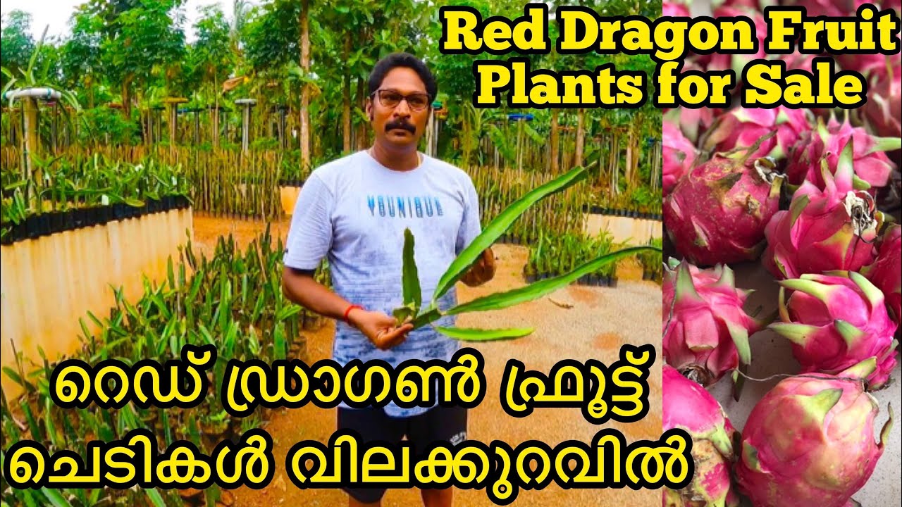 Red Dragon Fruit Plants for Sale| ഈ ചെടിക്ക് ഒരു പ്രത്യേകതയുണ്ട് | Part-3