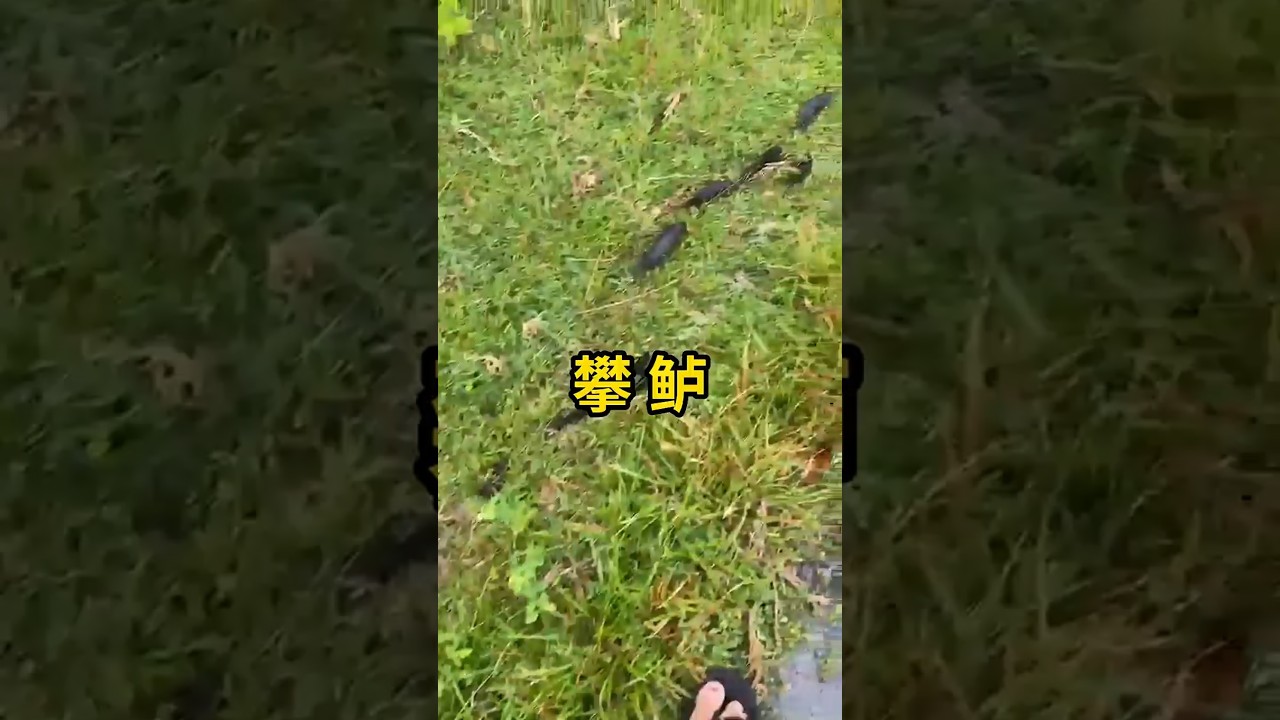 攀鲈，可以在陆地行走的鱼！