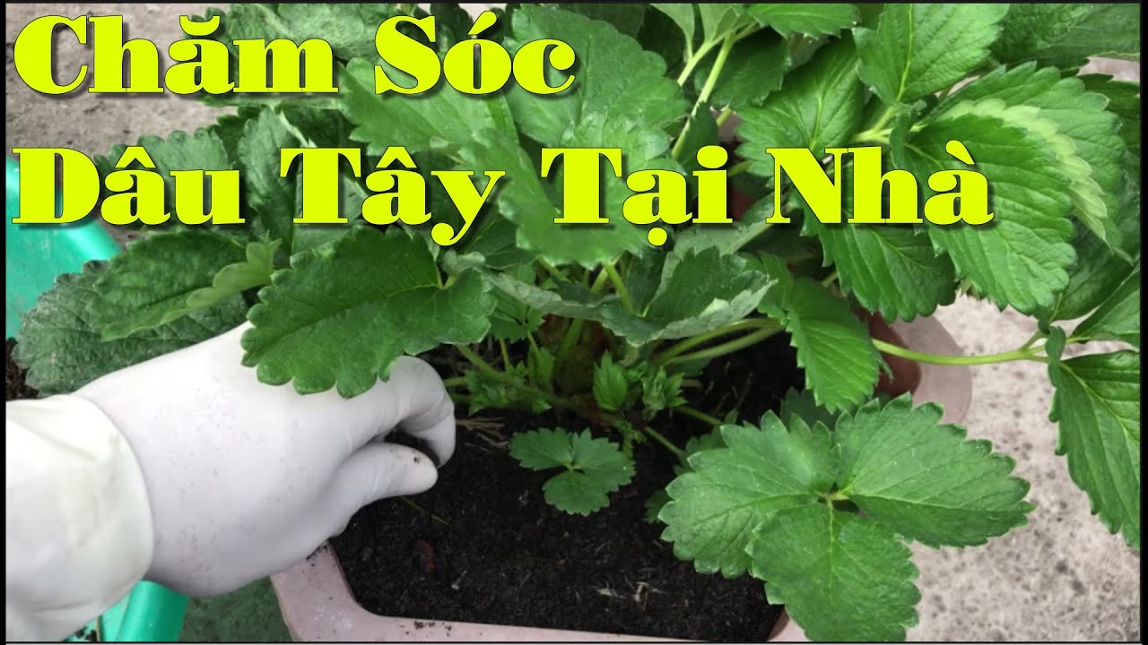 Phòng Bệnh Và Bón Phân Cho Dâu Tây Khi Trồng Tại Nhà Đúng Cách