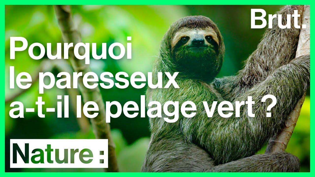Le pelage du paresseux héberge un incroyable écosystème