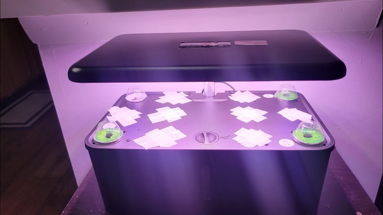 Setup hydroponic growing system: Mufga 12 pod