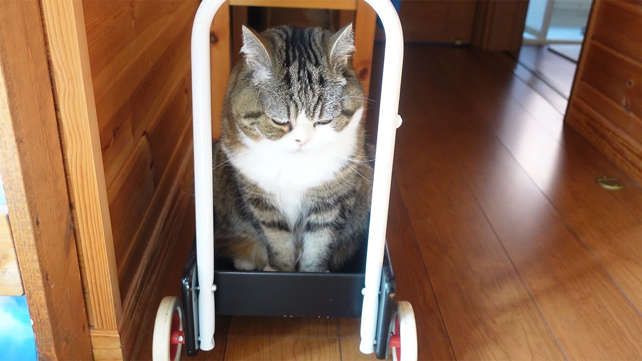 注目されたくて手押し車で登場するねこ。-Maru appears with the push cart to get attention.-