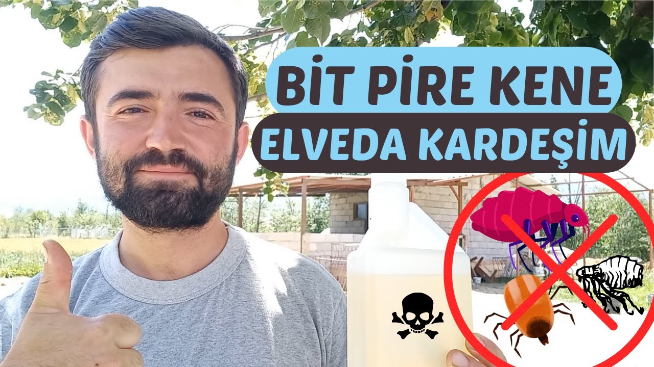 PİRE İLE MÜCADELE NASIL OLMALI ? Dış Parazit Uygulaması