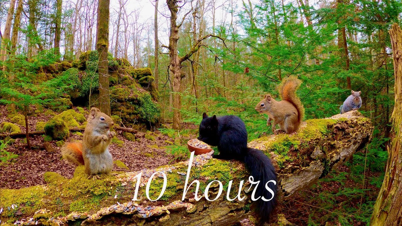 10-hour Cat TV: Chipmunks, Squirrels and Blue Jays in a beautiful Forest 4K