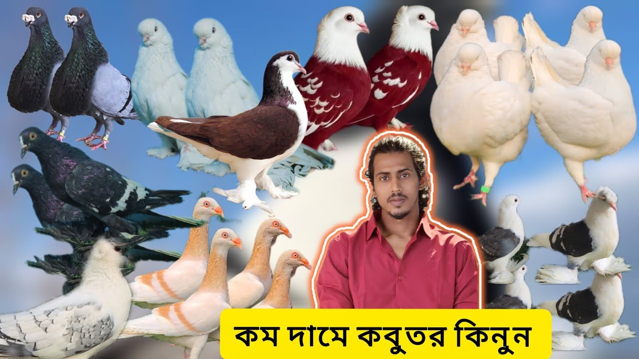 ⭕️কম দামে কবুতর কিনুন নিহাত ভাই এর খামার থেকে