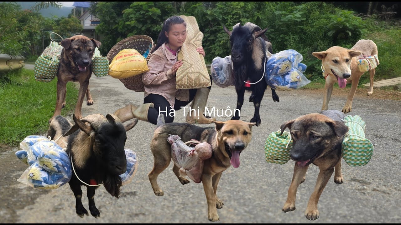 Vietnamese girl spreads mats and blankets for dogs and goats to sleep on and cooks for them