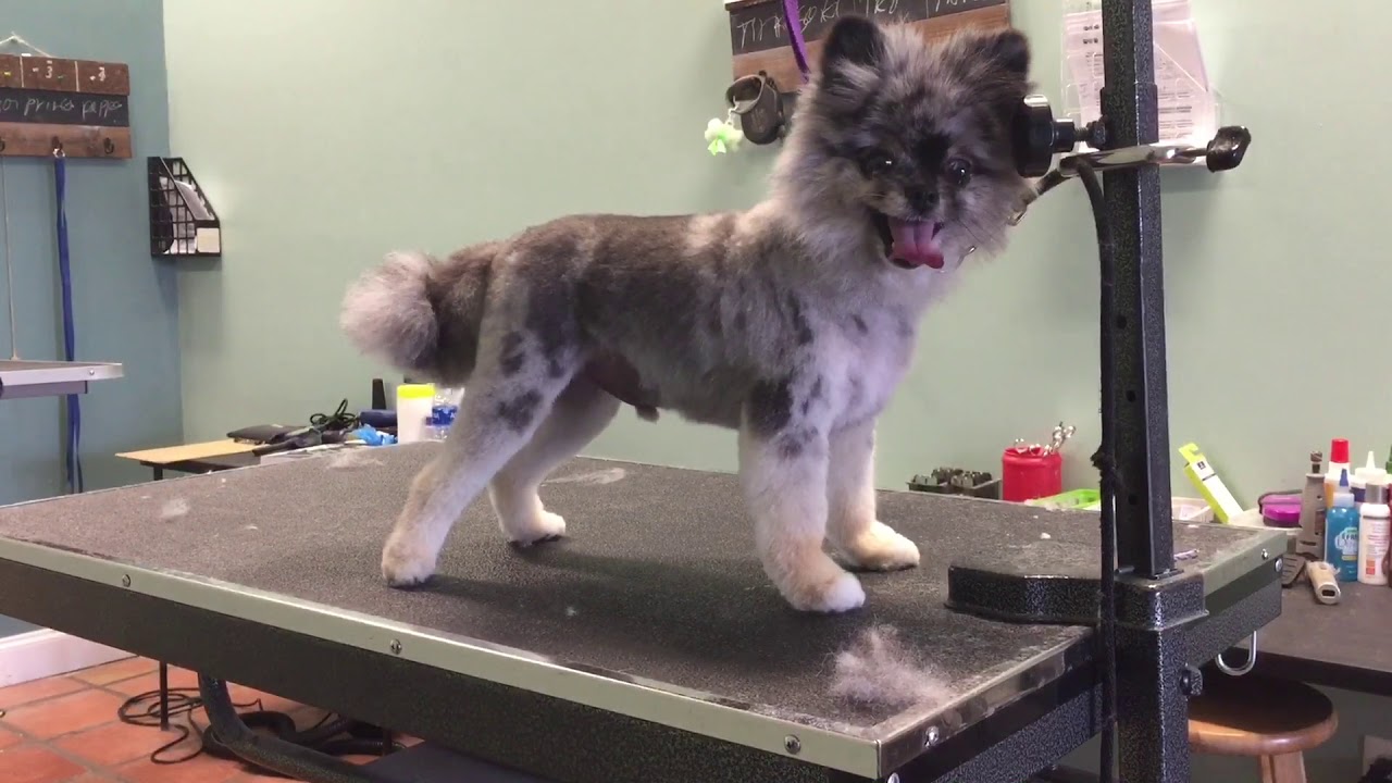 pomeranian boo-like cut
