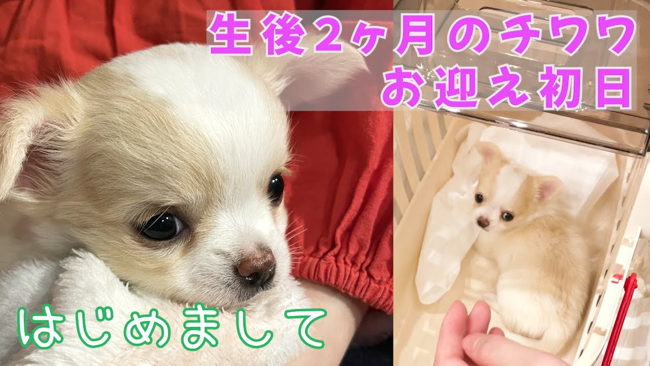 【チワワ】子犬をお迎えしました 初投稿