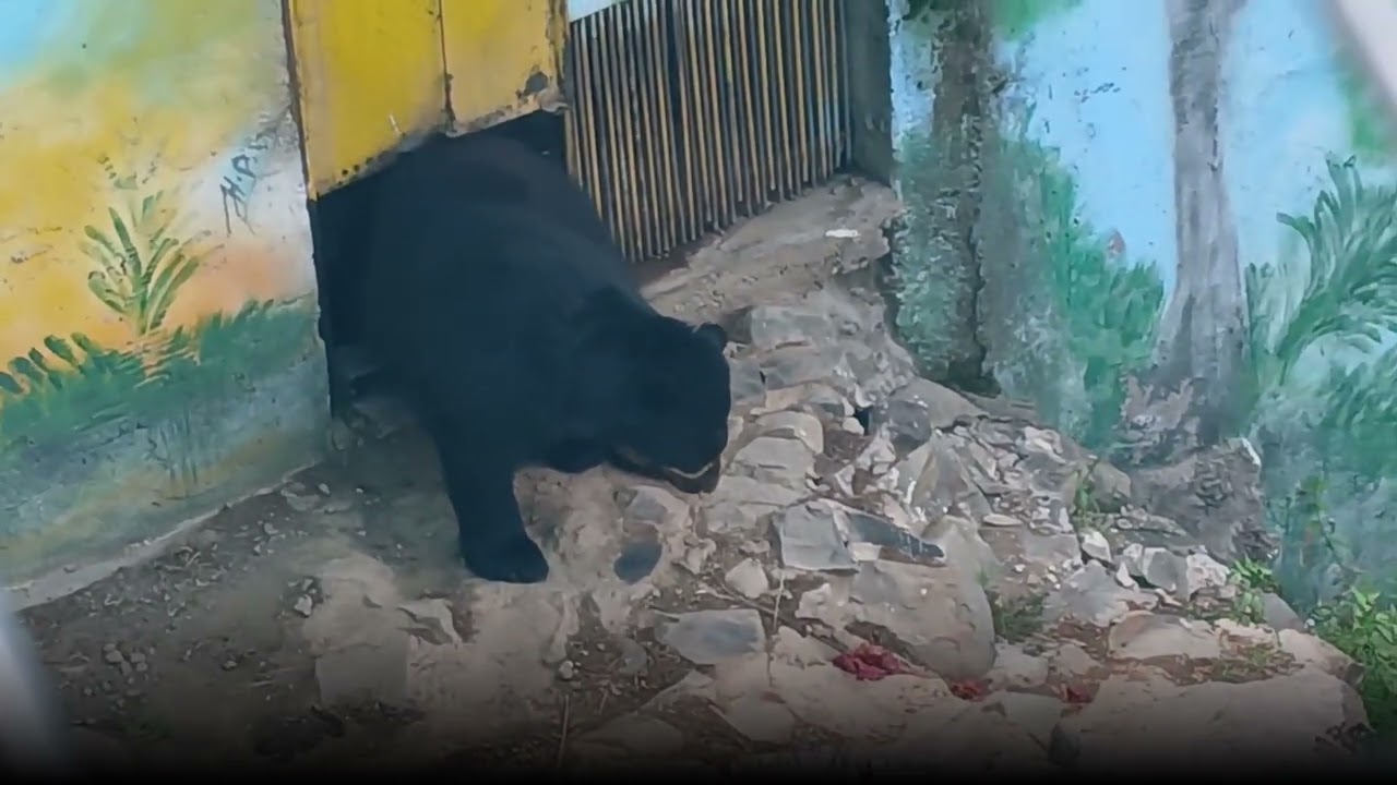 VISITANDO EL ZOOLÓGICO