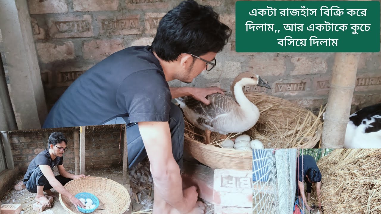 একটা রাজহাঁস বিক্রি করে দিলাম,, আর একটাকে কুচে বসিয়ে দিলাম 🦆🪺