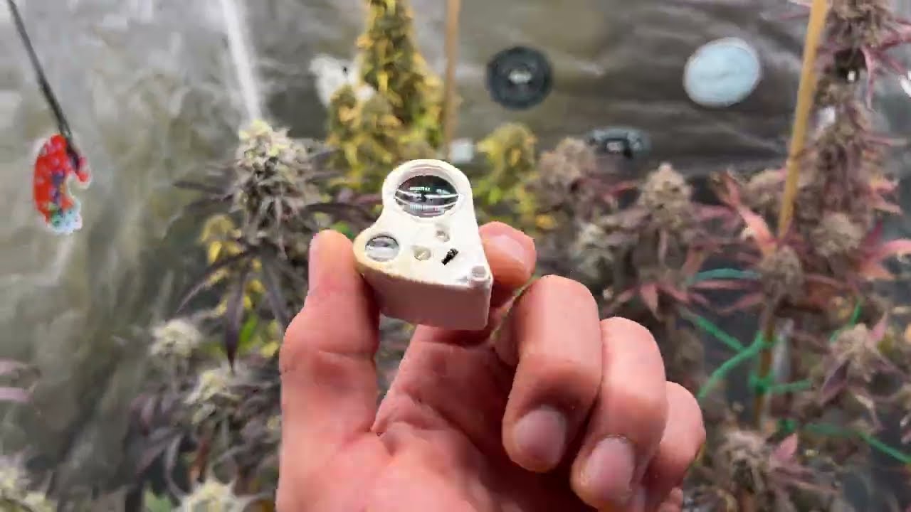 When to Harvest Autoflowers