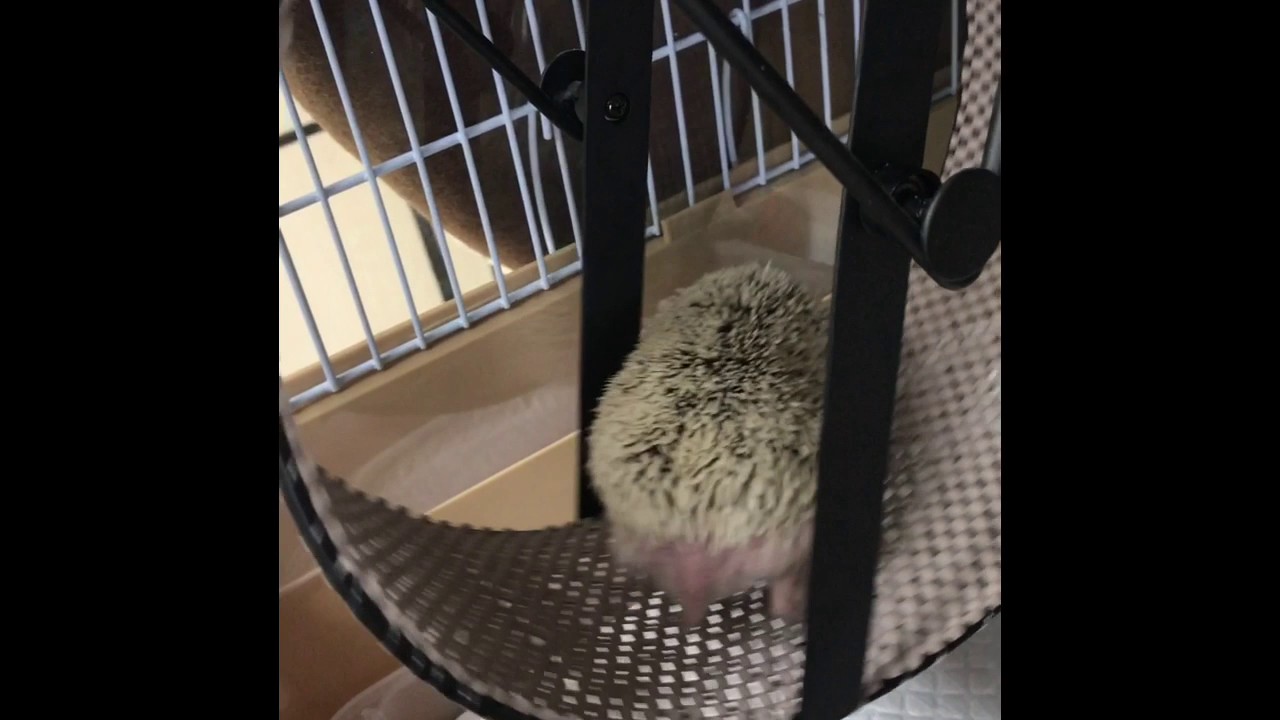 はじめての回し車