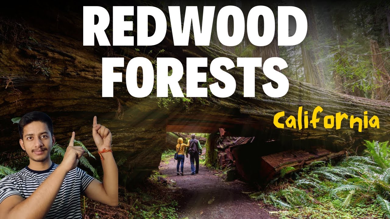 Redwood Forests: The Towering Giants of Nature