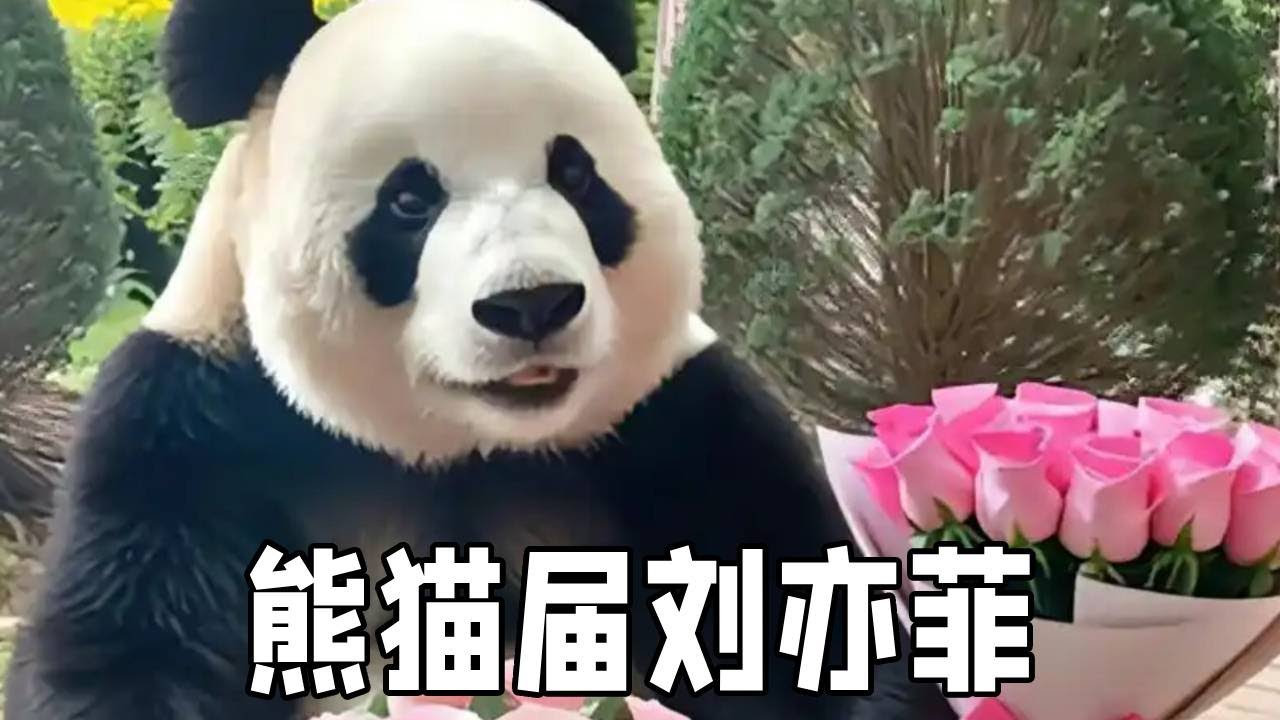 飞云就是那种既好看又情绪稳定的小熊，粉丝称它是熊猫届刘亦菲360°无死角大美熊，举手投足间尽显优雅之态！【你好大熊猫】
