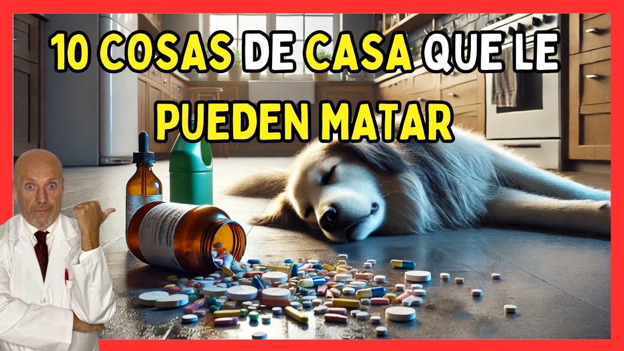 🔴 10 COSAS COMUNES EN CASA QUE PUEDEN SER MORTALES PARA TU PERRO 🐶