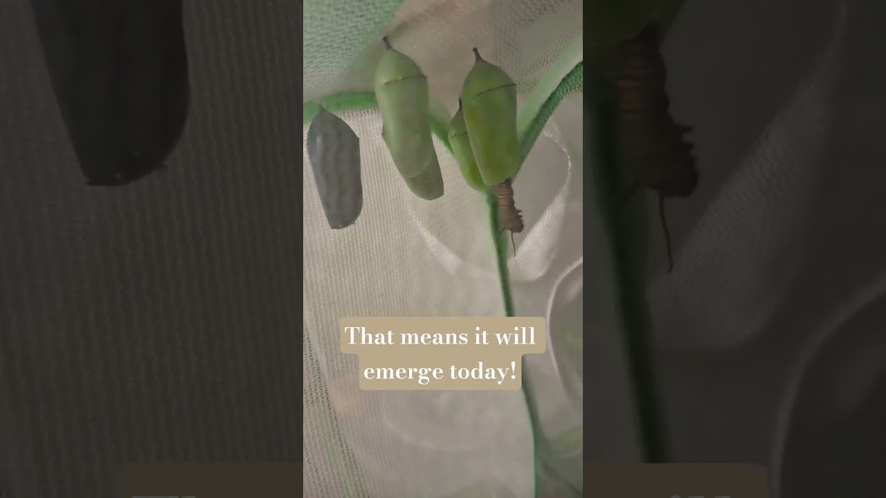 Raising Monarch Butterflies! 