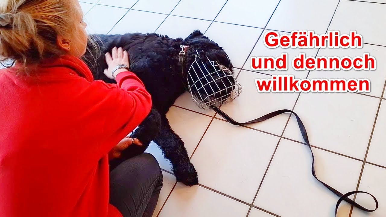 Charo! Vom Umgang mit bissigen Hunden – Erklär-Video