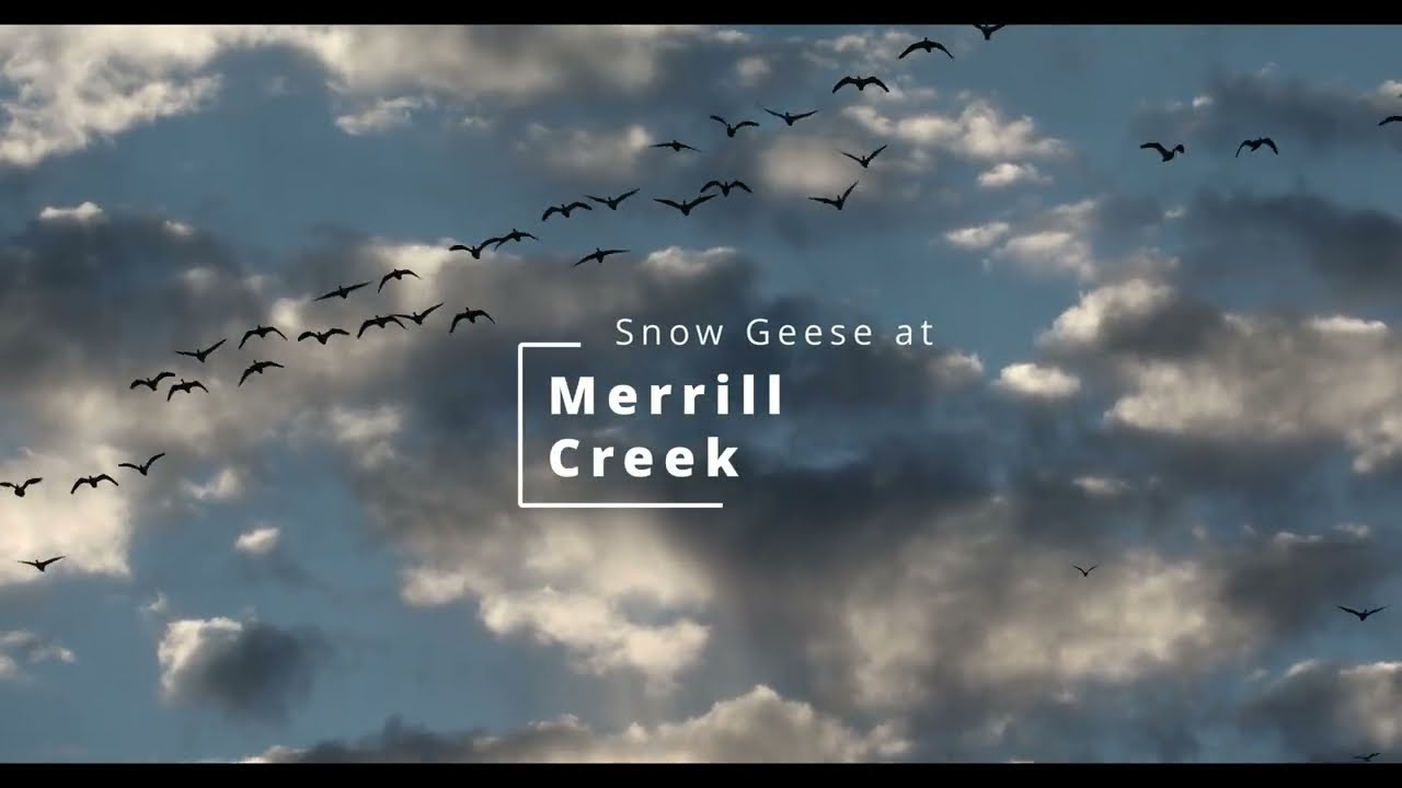 Snow Geese at Merrill Creek 4K