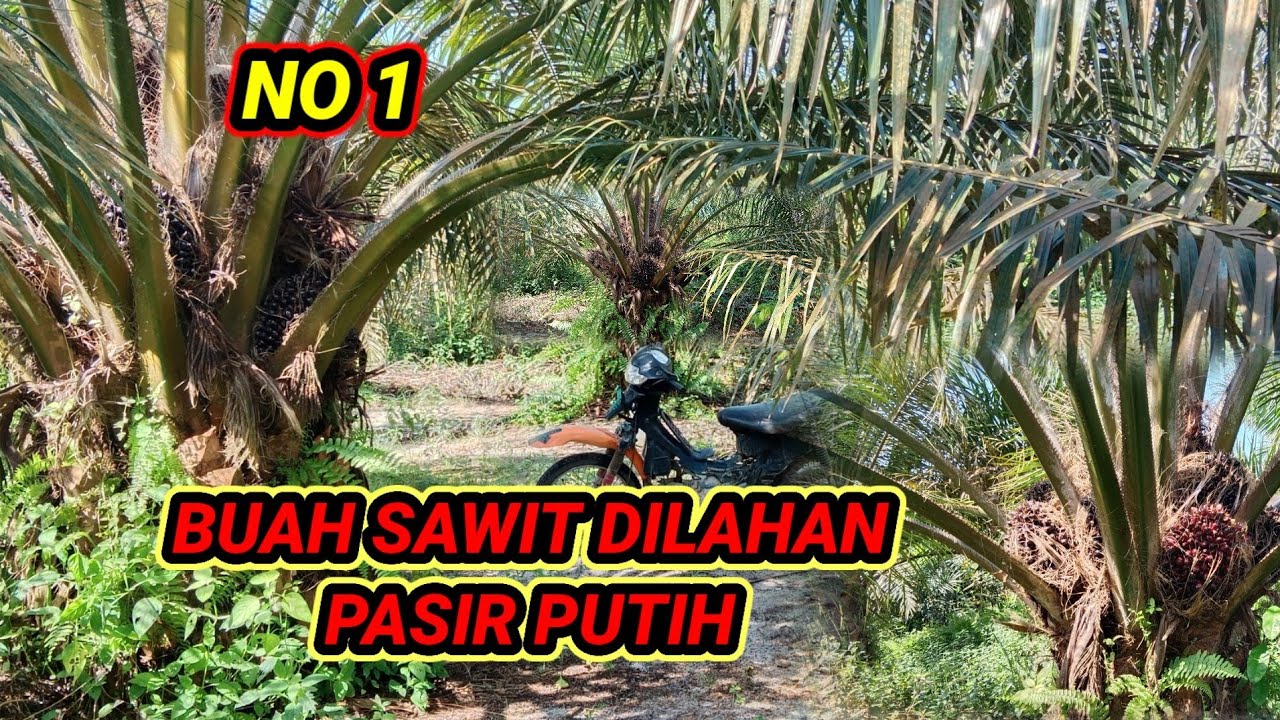 Sawit di lahan pasir mantap jugak bos