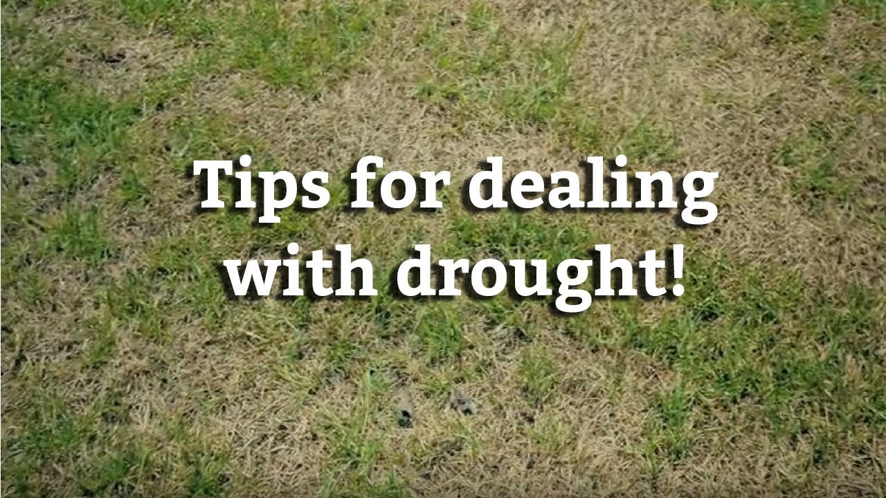 Drought on Warm Season Grasses - Expert Lawn Care Tips