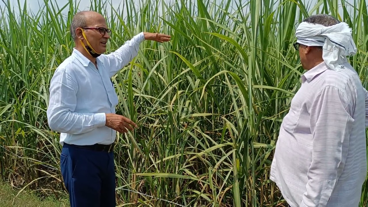 जैविक गन्ने की खेती (भाग 1) with comparison #Organic farming