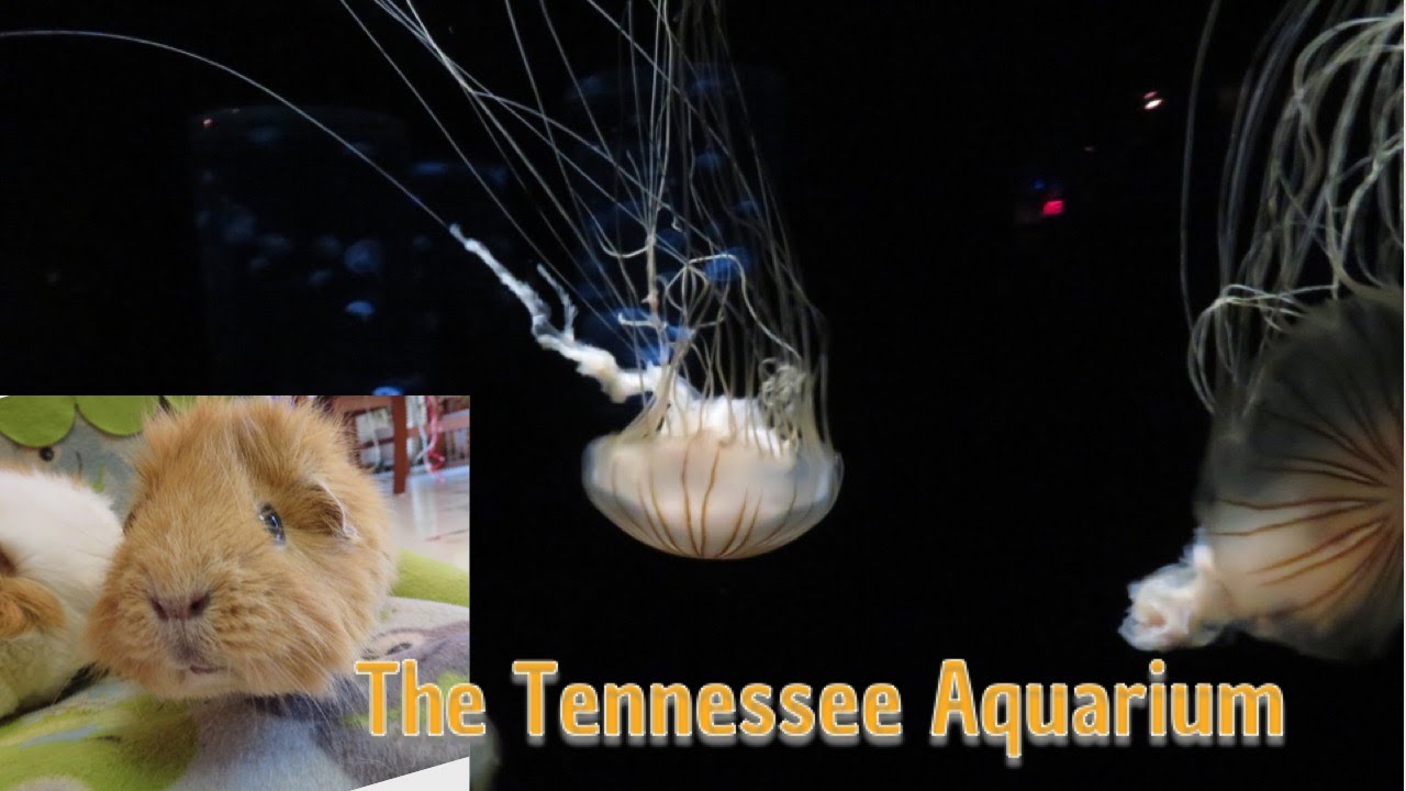 The Guinea Pigs React: Tennessee Aquarium