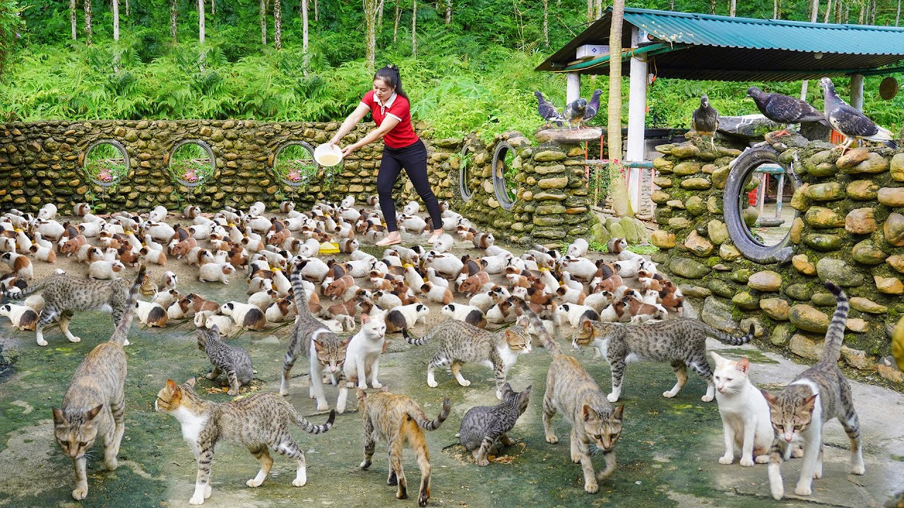 Harvest Many Duck Eggs in 30-Days Go To Sell At The Market - Livestock Need Better Care in the Rain