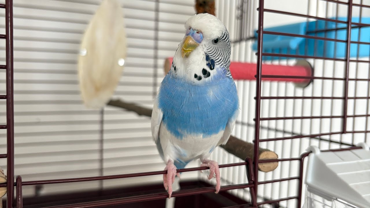 Little BUDGIE - LIVE ON YOUTUBE!